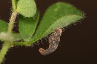 Coleophora discordella