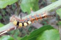 Orgyia antiqua