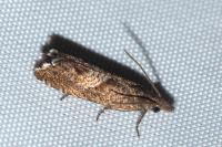 Dichrorampha