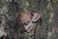 Amphipyra pyramidea
