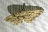 Peribatodes rhomboidaria