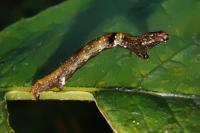 Ectropis crepuscularia