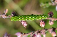 Anarta myrtilli