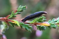 Coleophora pyrrhulipennella