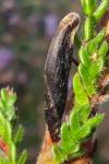 Coleophora pyrrhulipennella
