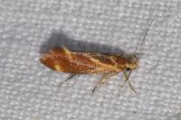 Metalampra italica