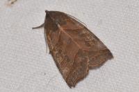 Ipimorpha retusa