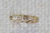 Bucculatrix bechsteinella