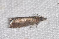 Dichrorampha acuminatana