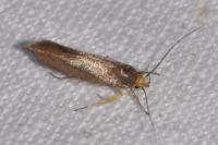 Crassa unitella