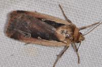 Ochropleura plecta