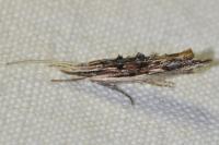 Ypsolopha scabrella