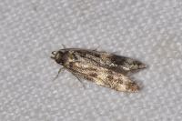Oegoconia novimundi