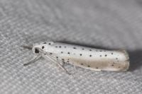 Yponomeuta rorrella