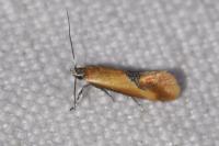 Batia lunaris