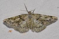 Cleorodes lichenaria