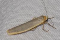 Manulea complana