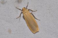 Katha depressa