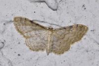 Idaea fuscovenosa
