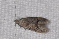 Teleiodes vulgella