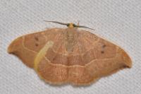 Watsonalla binaria