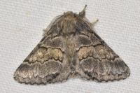 Gluphisia crenata