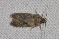 Gelechia muscosella