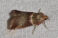 Acrobasis tumidana