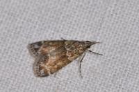 Eudonia mercurella
