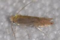 Phyllonorycter quercifoliella