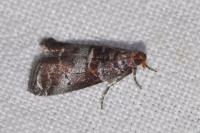 Acrobasis advenella