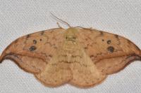 Drepana falcataria