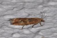 Bactra furfurana