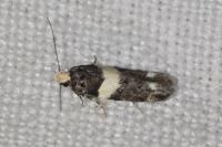 Recurvaria leucatella