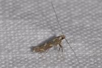 Calybites phasianipennella