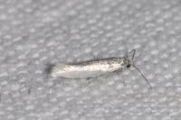 Opostega salaciella