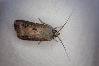 Agrotis ipsilon