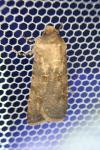 Agrotis segetum