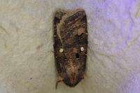 Agrotis trux
