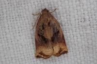 Archips podana