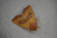 Atethmia centrago