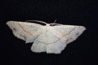 Cyclophora punctaria