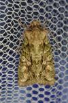 Dryobotodes eremita