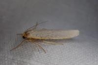 Eilema caniola