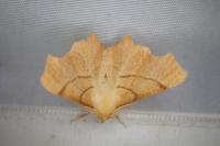 Ennomos erosaria