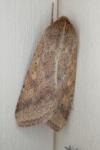 Helicoverpa armigera
