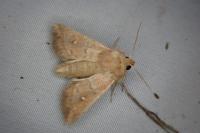 Mythimna albipuncta