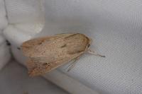 Mythimna unipuncta