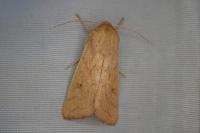 Mythimna vitellina