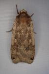 Noctua pronuba